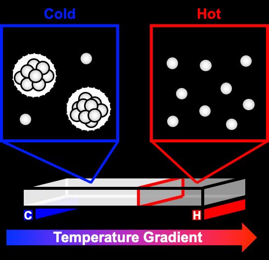 A new study used a temperature gradient to observe how highly concentrated antibody solutions, like those common in some drugs, separate into phases, like an oil and water solution. At colder temperatures, cloudy droplets begin to form in the once clear solution. As the droplets grow and settle to the bottom of the container, the solution separates into two distinct phases. This phase separation can affect a drug's shelf life and stability. @ Cremer Lab, Penn State
