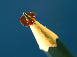 5.5 mm diameter motor is powered directly with light