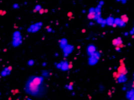 How can liquid organelles in cells coexist without merging?