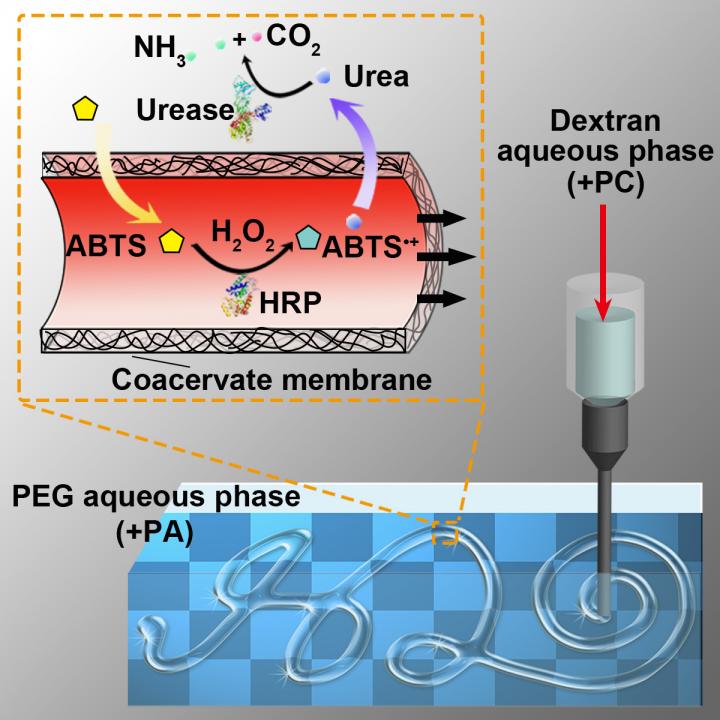 An Army research project at UMass Amherst takes advantage of differences in electrical charge to create an "all aqueous," water-in-water construct that achieves compartmentalization in a synthetic biologic system. This research could lead to materials that provide new avenues to deliver medicine, treat wounds, and purify water for Soldiers. @ UMass Amherst