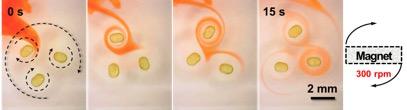 Three liquid magnets float in the oil phase, spinning and dancing with each other in the rotating external magnetic field. Red dye records the track induced by flowing vortex. @ Berkeley National Lab/Xubo Liu