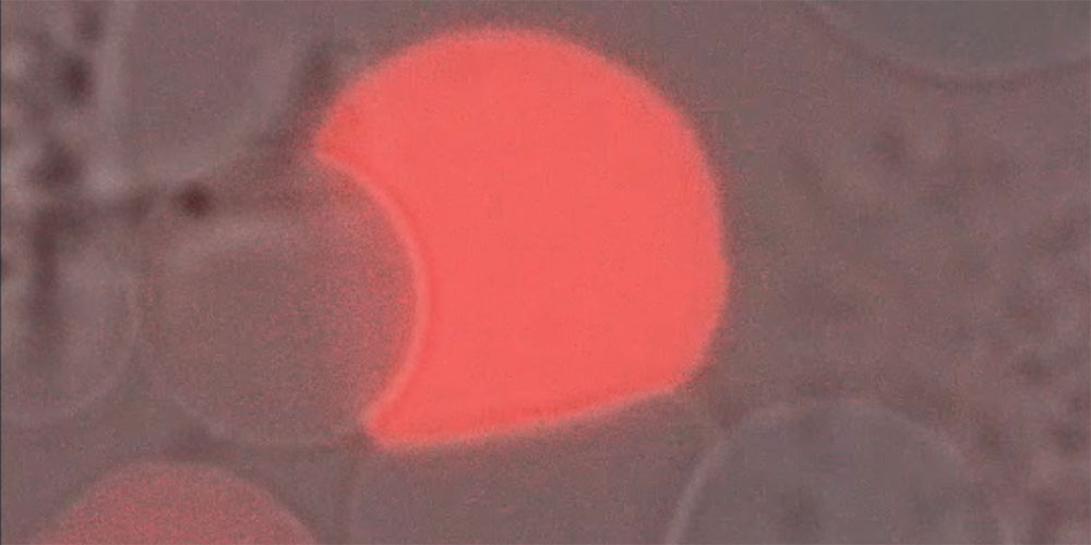 In molecular factories injected into zebrafish embryos, a colour reaction occurs when the trapped enzyme (peroxidase) is working. The researchers thus prove that the combination of synthetic organelles and natural vesicles also works in the living organism. @ University of Basel