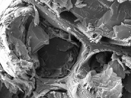 Revealing the nanostructure of wood could help raise height limits for wooden skyscrapers