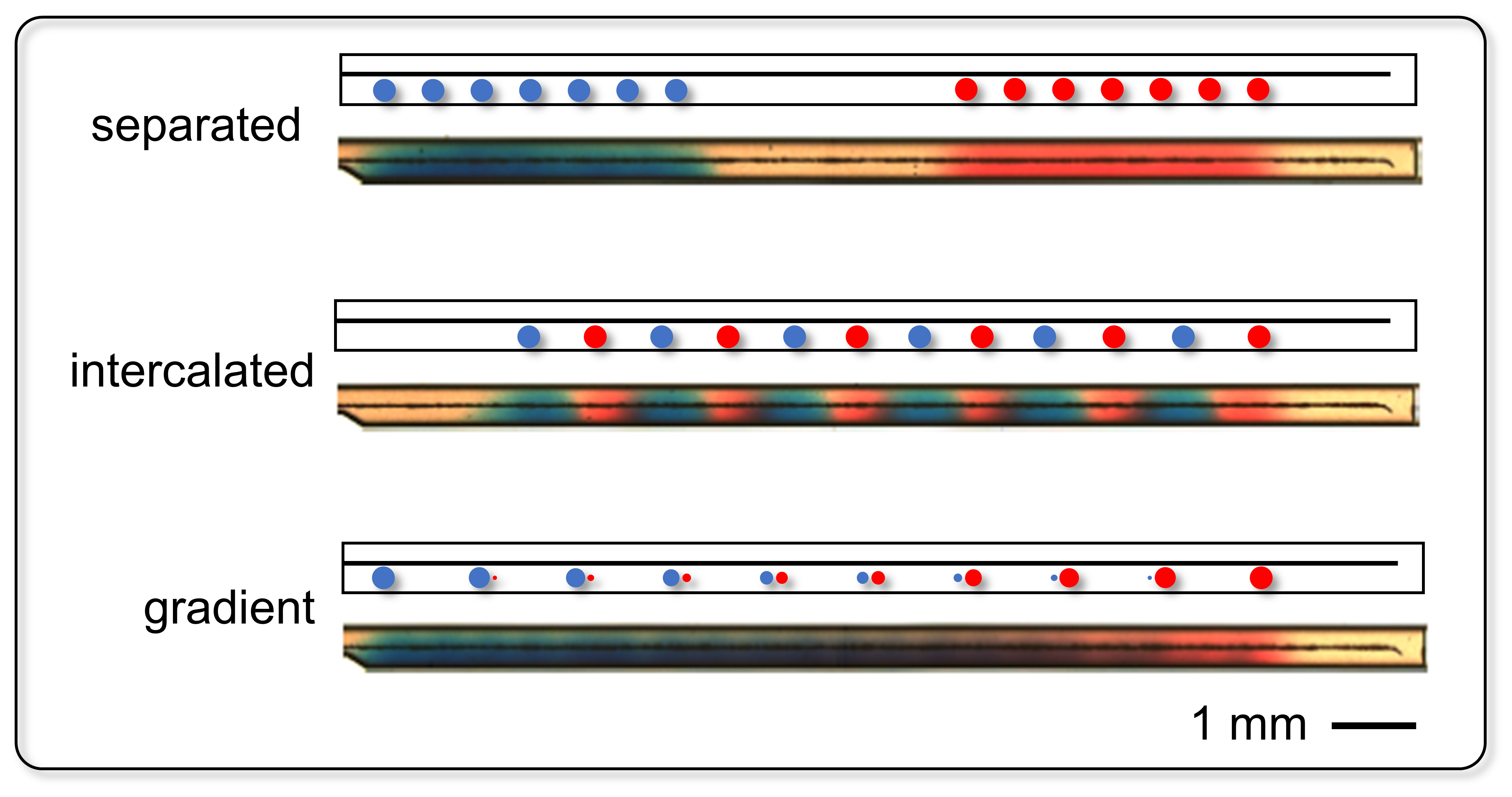 By changing the type, order and position of the reagents, complex trains of reagent profiles can be created; then may then be analyzed visually (shown here) or sent to a detector for content analysis (not shown). Examples of profiles that can be created include two separated pulses of blue and red reagents (top); a repeated intercalation of reagents, effectively forming a mixer (middle); and a progressive transition from blue to red, representing a gradient generator (bottom). @ Polytechnique Montreal and IBM Research Zurich