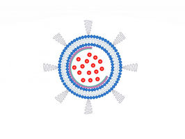 Nanobowls serve up chemotherapy drugs to cancer cells