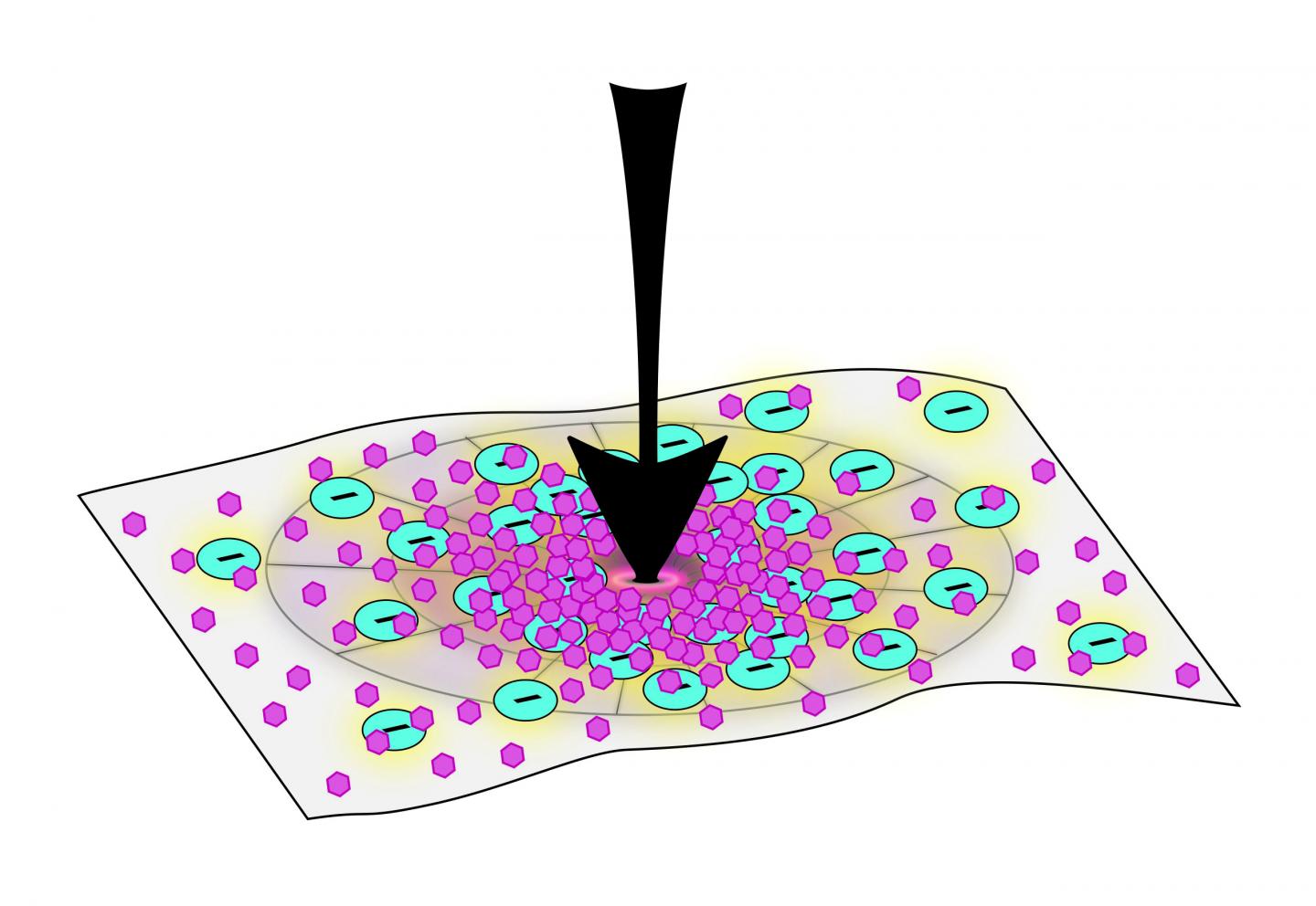 For the JHU team’s experiment, increased force (arrow pointing down) applied on the material led to more electrical charges, and thus, more mineralization. @ Pam Li/Johns Hopkins University