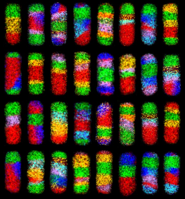 A simple, modular chemical approach could produce over 65,000 different types of complex nanorods. Electron microscope images are shown for 32 of these nanorods, which form with various combinations of materials. Each color represents a different material. @ Schaak Laboratory, Penn State