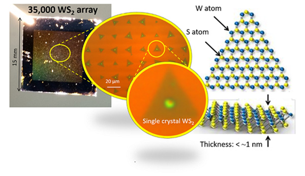 A substrate (left photograph) that is fabricated by integrating about 35,000 monolayer single crystals of WS2, and a structural schematic of the monolayer single crystal of WS2 (right figure) @ Toshiaki Kato