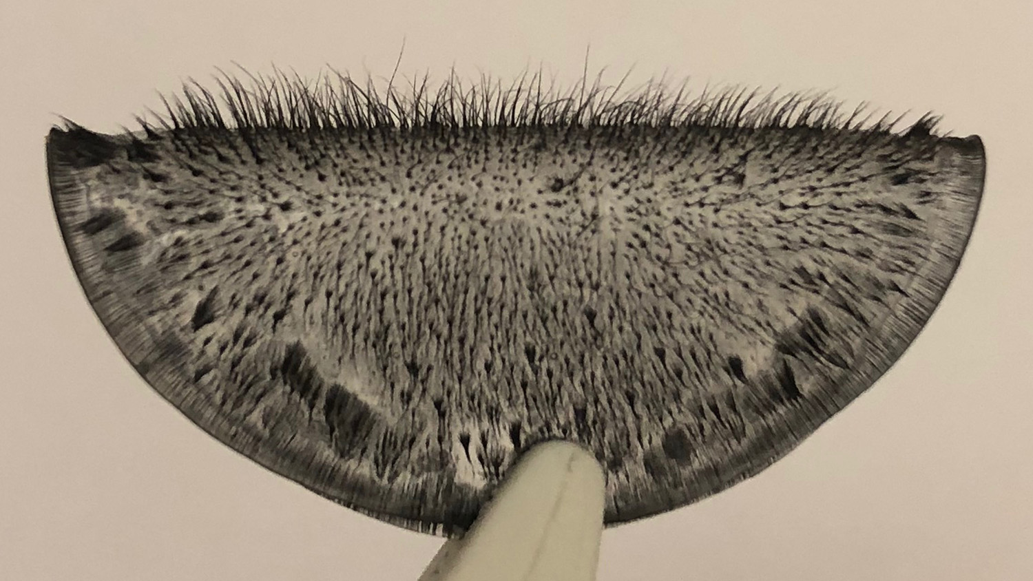 Photograph of an array of magnetic cilia, folded and held in the tip of tweezers. @ Jessica A.-C. Liu.