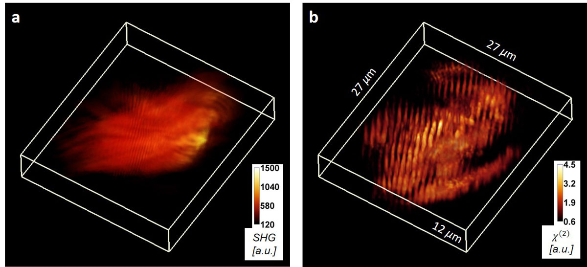 maging the muscles in mice with standard techniques, left, and with harmonic optical tomography. The new technique is better at revealing the structure of the tissue. @ University of Illinois at Urbana-Champaign