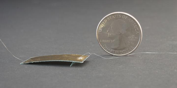 A new insect-sized robot created by researchers at the University of California, Berkeley, scurries at the speed of a cockroach and can withstand the weight of a human. @UC Berkeley photo by Stephen McNally