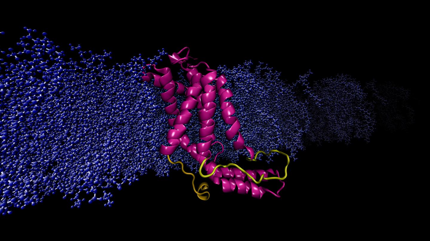 Computational model YidC2 protein embedded cell membrane. The modeled loop (yellow), missing in the x-ray crystal structure, is crucial for the stabilization of protein. @ Sogol Moradi