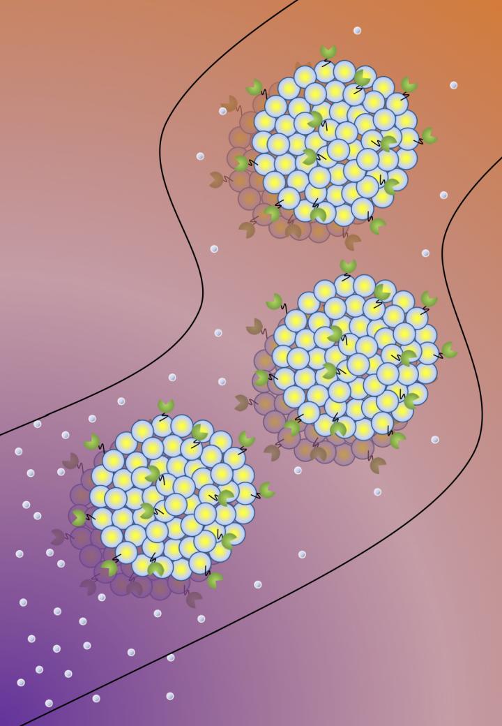 Tunable chemotaxis of enzyme-coated protocells could lead to precision drug deliver. Illustration of protocells, called liposomes, that have enzymes (green) attached to their external surface moving through a microfluidic device. Depending on the enzyme, protocells can be made to move toward or away from gradients of chemical signals (grey dots). @ Ambika Somasundar, Penn State