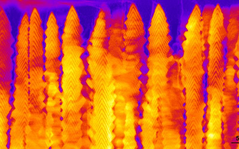 A nanobrush made by pulsed laser deposition of CeO2 and Y2O3 with dim and bright bands, respectively, is seen in cross-section with scanning transmission electron microscopy. @ Oak Ridge National Laboratory, U.S. Dept. of Energy