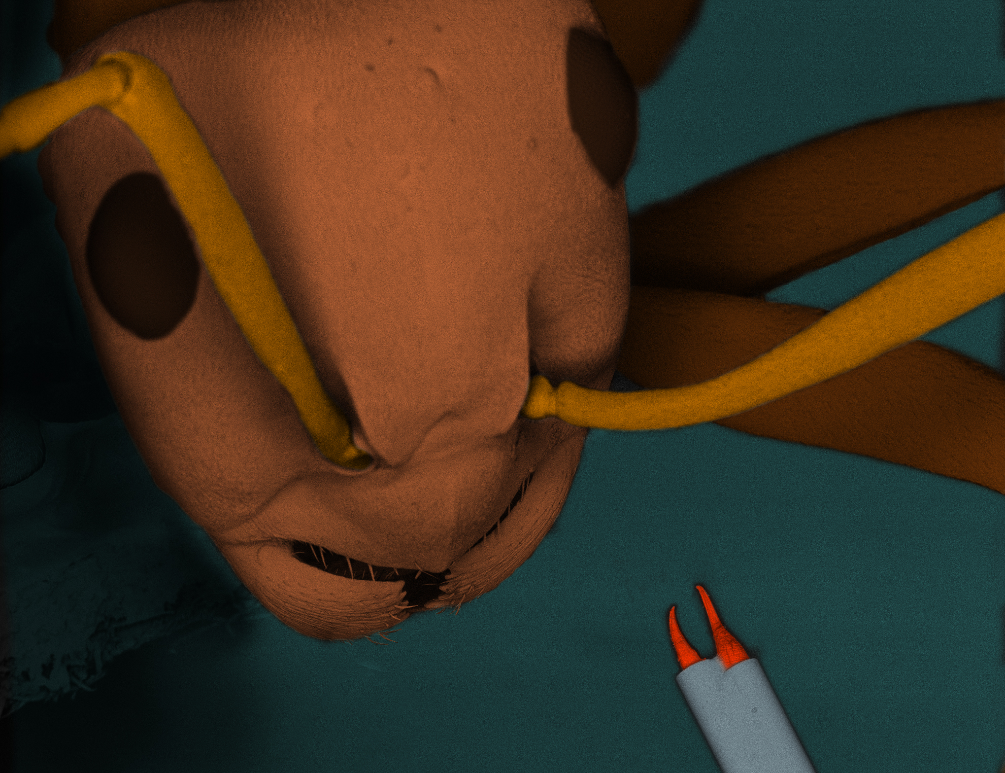 The optical pliers next to the mandibles of a Formica polyctena ant for comparison (composite scanning electron microscope (SEM) image with added colors). The two jaws (red) close when light is sent through the optical fibers (light blue) that have the diameter of 125 microns, comparable to the diameter of a human hair.@ UW Physics
