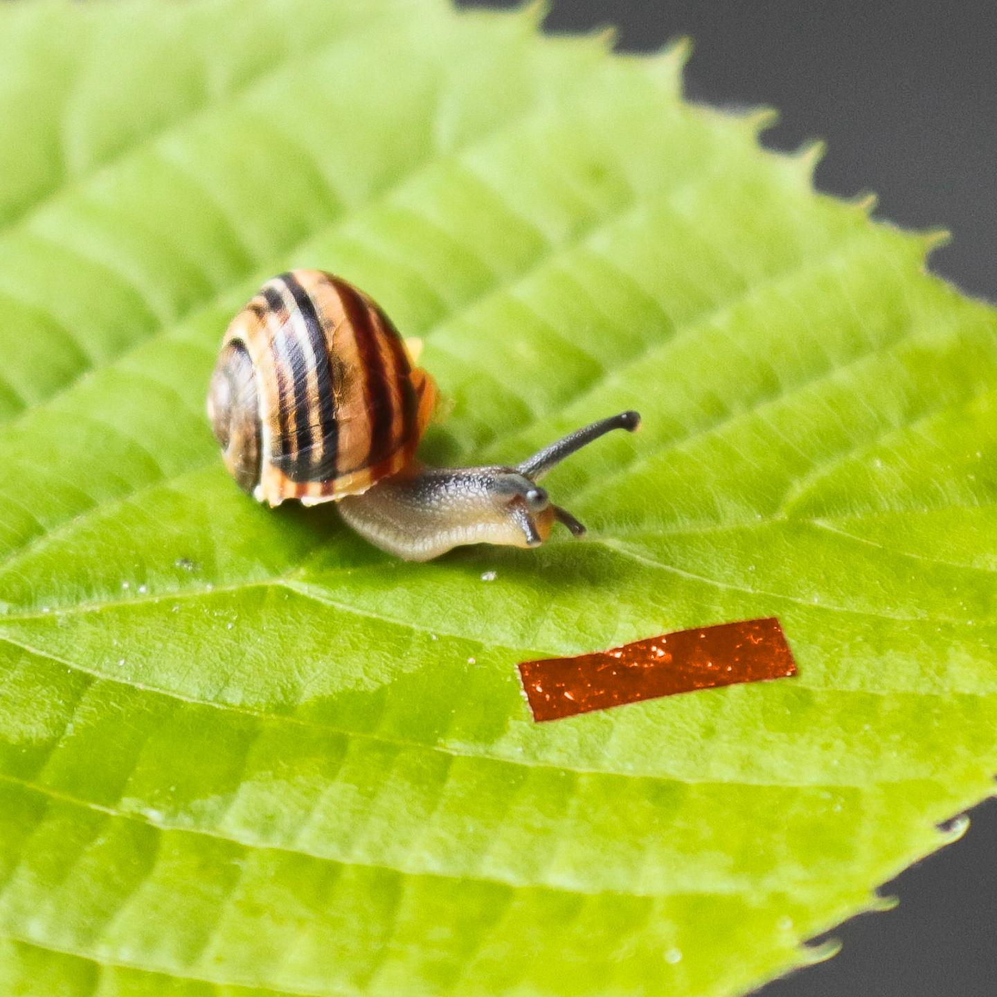 Photo of the snail robot next to a garden banded snail (Cepaea hortensis). @ UW Physics