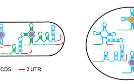 Singapore scientists discover new biological sensors for vitamins and essential molecules