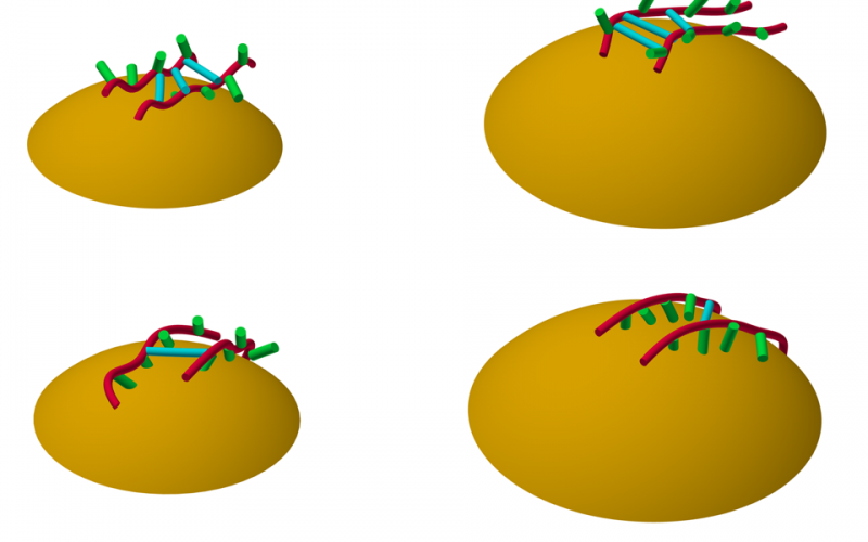 This illustration shows how polymers perform as a binding agent during the charging and discharging states of lithium-ion batteries. @ Tomonori Saito/Oak Ridge National Laboratory, U.S. Dept. of Energy
