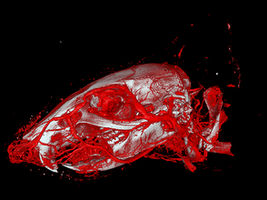 Increased usability and precision in vascular imaging