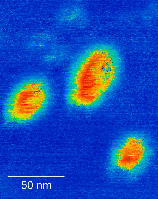 Ferroelectric domains in a WTe2 single crystal (PFM imaging). @ FLEET