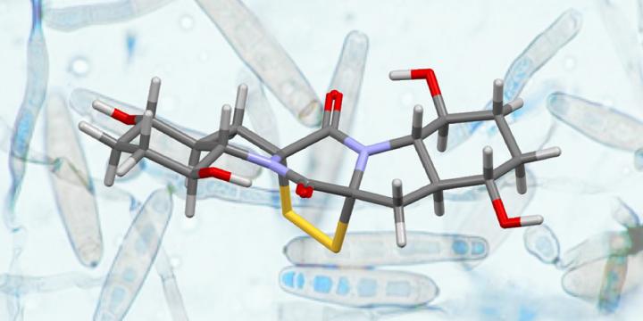 This is the structure of Rostratin A (foreground) and the fungus 'exserohilum rostratum' from which it was isolated (background). @ University of Basel, Olivier Baudoin with permission from G. Roberts