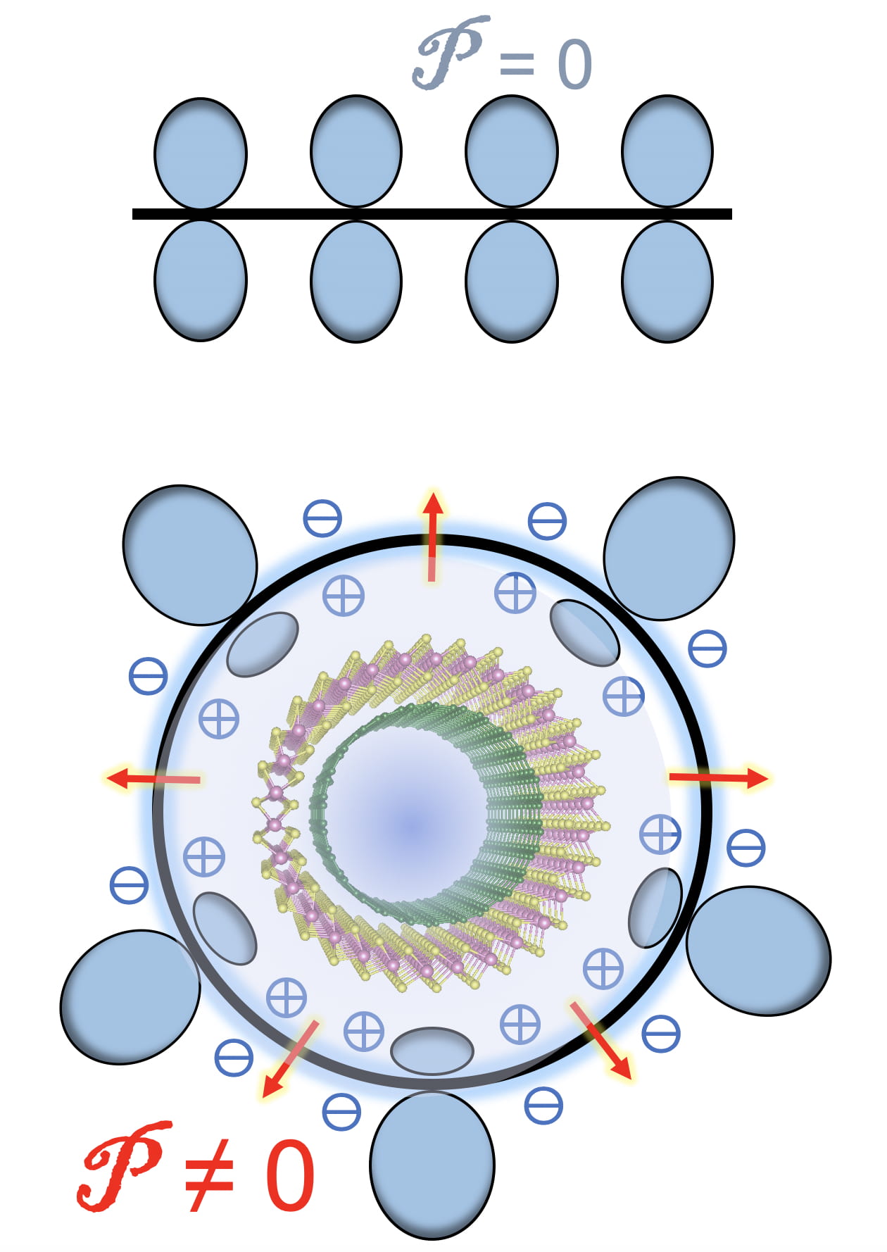 Rice theorists have calculated flexoelectric effects in double-walled carbon nanotubes. The electrical potential (P) of atoms on either side of a graphene sheet (top) are identical, but not when the sheet is curved into a nanotube. Double-walled nanotubes (bottom) show unique effects as band gaps in inner and outer tubes are staggered. @ Yakobson Research Group