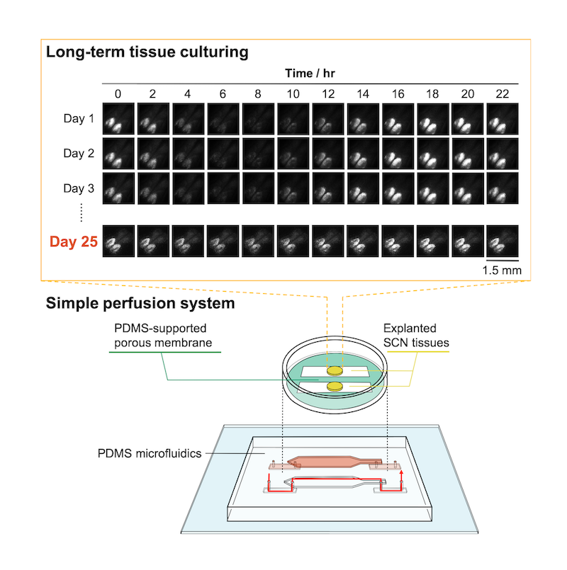 Bottom: The microdevice setup with explanted suprachiasmatic nucleus (SCN) tissue. Top: Rhythmic circadian activity was still evident after 25 days, as indicated by bioluminescence imaging. @ RIKEN