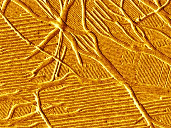 A Purdue University group has found ways of transforming structures that occur naturally in cell membranes to create other architectures, like parallel 1nm-wide line segments, more applicable to computing. @ Purdue University/Shelley Claridge