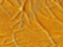 ree