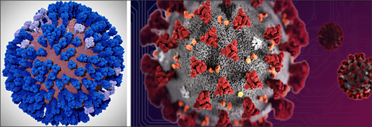 A coronavirus envelope all-atom computer model is being developed by the Amaro Lab of UC San Diego on the NSF-funded Frontera supercomputer of TACC at UT Austin. Biochemist Rommie Amaro hopes to build on her recent success with all-atom influenza virus simulations (left) and apply them to the coronavirus (right)