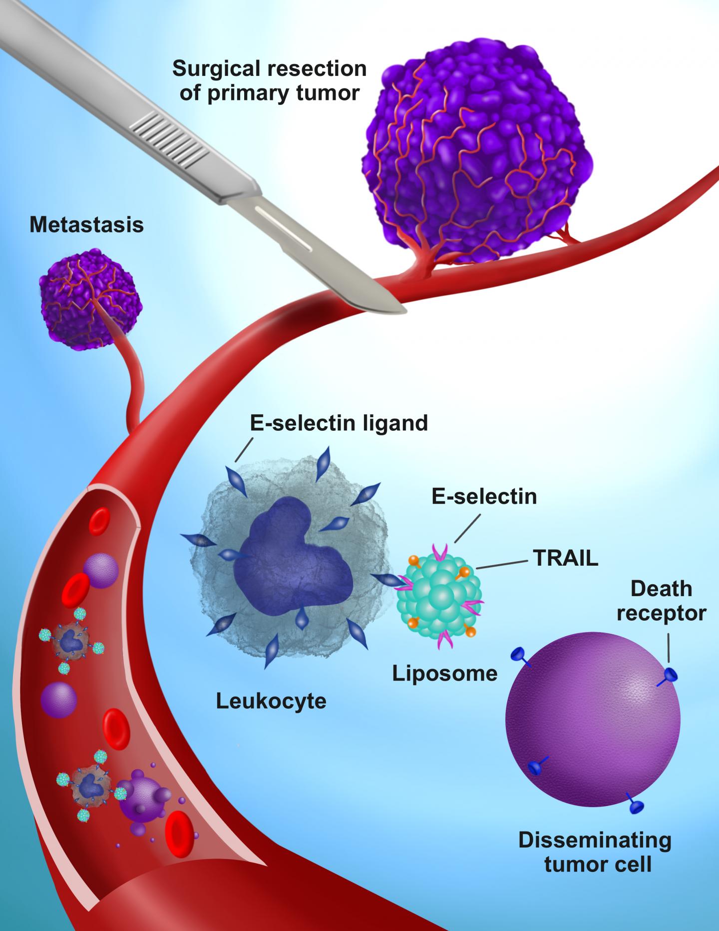 Illustration of TRAIL-coated leukocytes @ Vanderbilt University
