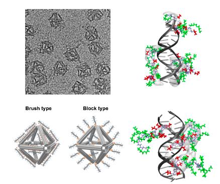(Top left) Structure of the octahedral-shaped DNA origami imaged with a transmission electron microscope (scale bar: 50 nanometers); the inset is a schematic of this structure. (Bottom left) Schematic of the two different types of peptoid architectures for the DNA origami coating: brush and block. (Right) Molecular dynamics simulations of the interactions between duplex DNA and peptoid architectures of the brush (top) and block (bottom) type (blue = peptoid backbone, red = DNA binding domain, blue = water-soluble domain). @ DOE/BNL