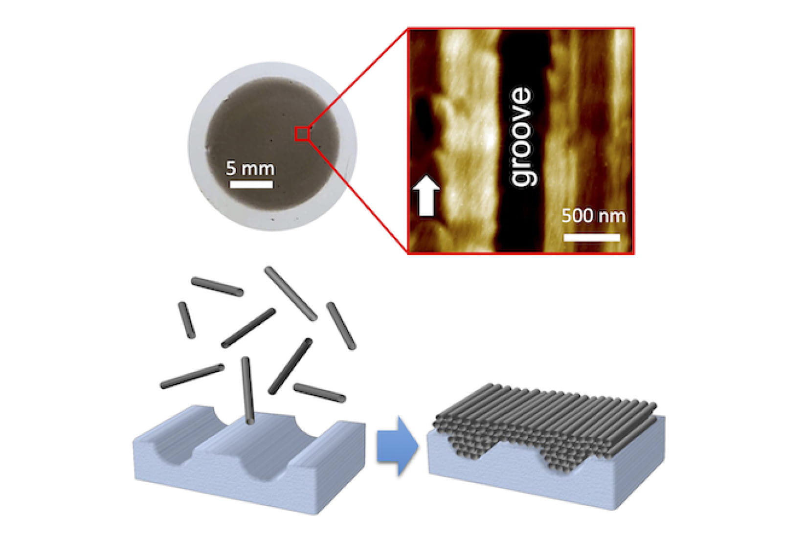 Rice University researchers found single-walled carbon nanotubes line up side by side in 2D films due to small grooves in the filter paper upon which the films form during vacuum filtration. Films as large as 1 inch in diameter (top left) form atop paper filters that separate nanotubes from liquid surfactant. Rice researchers showed that grooves in the paper (top right) guide nanotubes (bottom) into highly ordered arrangements. @ Kono Group/Rice University