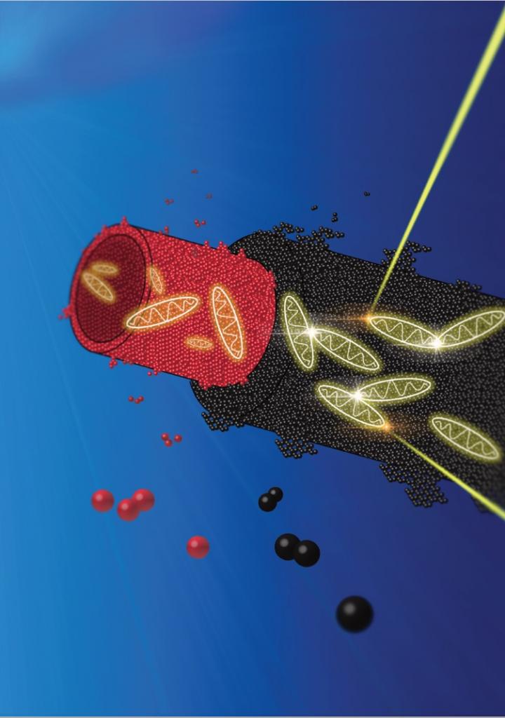 Illustration of how an artificial light-harvesting device as simple as a double-walled molecular nanotube (depicted in black and red) is capable to adapt to changing illumination conditions (two light beams) via exciton annihilation (ovals) thereby mimicking the essential functional elements from nature's design toolbox. @ Dina Maniar