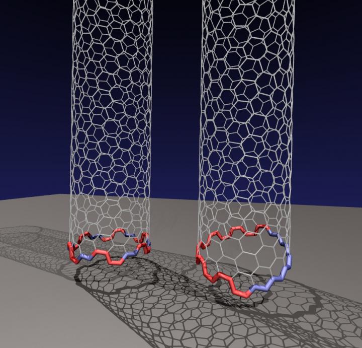 Rice University researchers have determined that an odd, two-faced 'Janus' edge is more common than previously thought for carbon nanotubes growing on a rigid catalyst. The conventional nanotube at left has facets that form a circle, allowing the nanotube to grow straight up from the catalyst. But they discovered the nanotube at right, with a tilted Janus edge that has segregated sections of zigzag and armchair configurations, is far more energetically favored when growing carbon nanotubes via chemical vapor deposition. @ Illustration by Evgeni Penev/Rice University