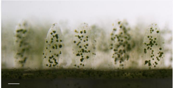 Microalgae growing on the 3D printed coral structure. @ Nature Communications
