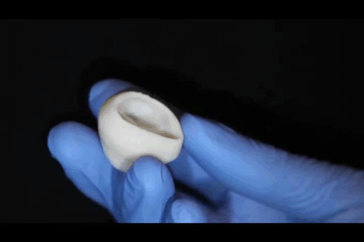 A researcher displays the pliability of a trileaf heart valve bioprinted in collagen. @ Carnegie Mellon University College of Engineering