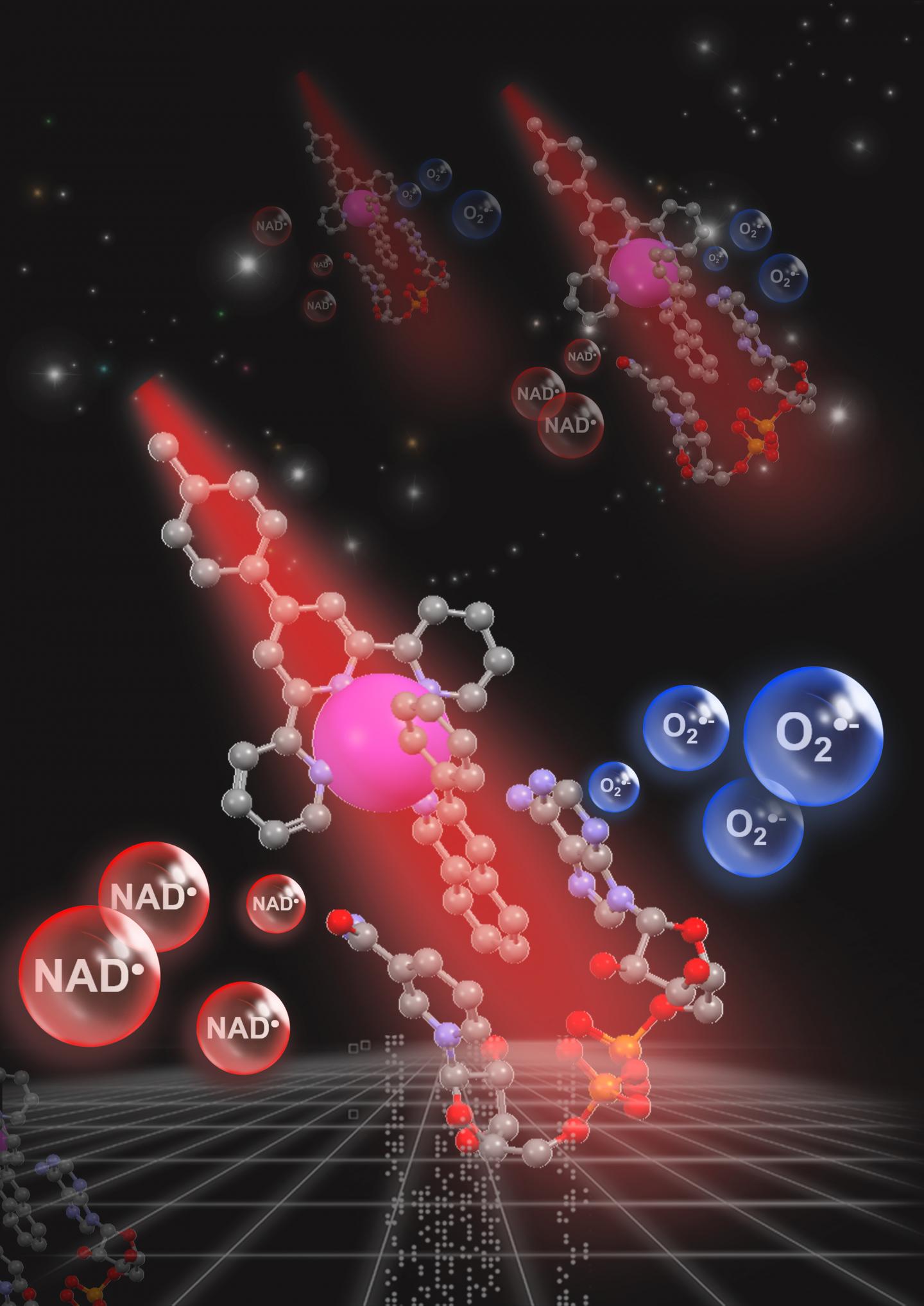 Visible light can activate an iridium (large purple ball) catalyst which has a special coating (gray balls) which homes in on coenzyme NADH (red/gray/purple balls at bottom) in cancer cells and removes an electron from it, so destroying them by cutting off a vital energy source and generating a toxic form of oxygen (in the blue bubble). @ Huaiyi Huang at Sun Yat-Sen University