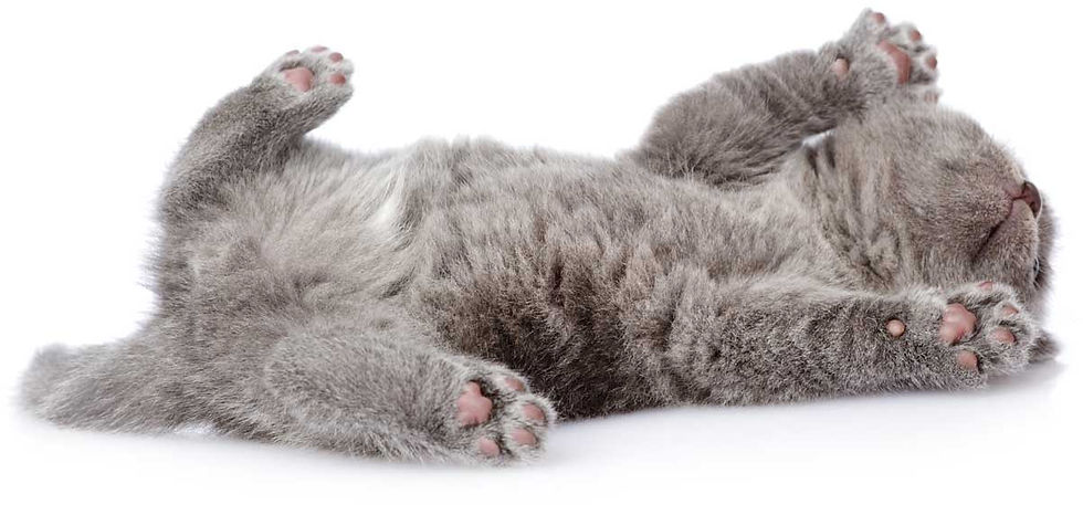 Scottish Fold kitten sleeping on its back with paws up – cute and fluffy!