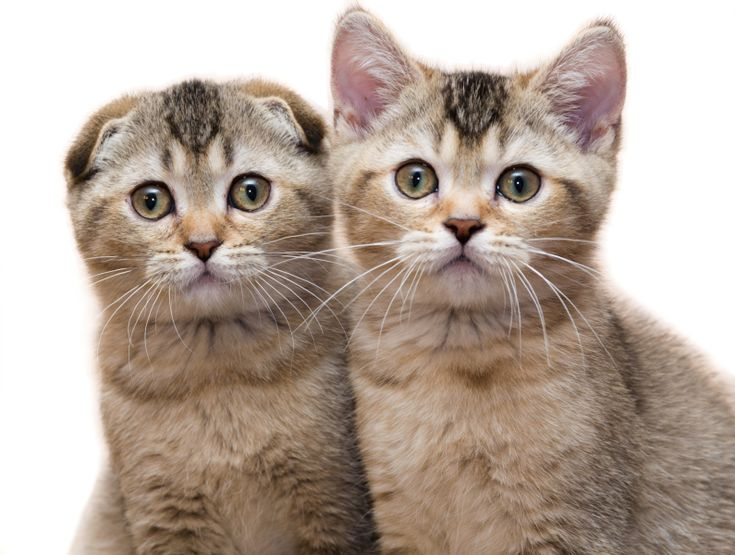 Adorable Scottish Fold kitten sitting on a soft chair, showing its folded ears and fluffy fur.