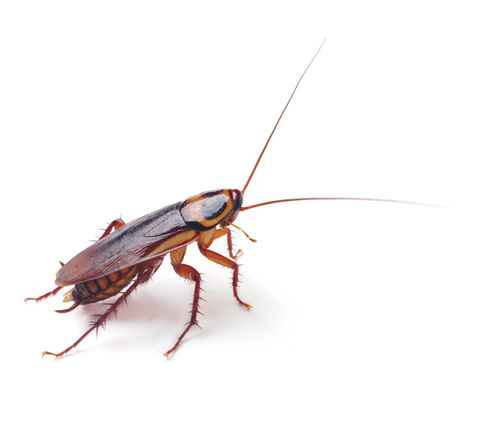 Ratgeber Schädlingsbekämpfung von Kakerlaken