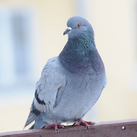 Ratgeber Taubenabwehr