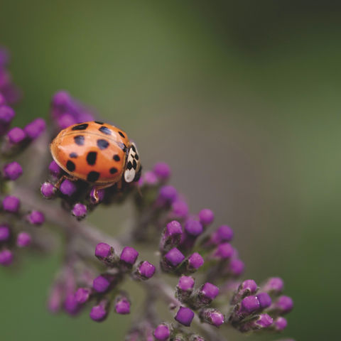 Ratgeber Schädlingsbekämpfung von Käfern