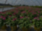 Promotional image for the MANTS 2024 event in Baltimore, highlighting Marjac Nursery's participation in the renowned Mid-Atlantic Nursery Trade Show, a key gathering for horticulture professionals.