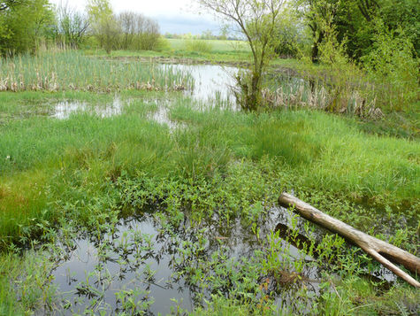 Tam, kam se vrátí voda, vrátí se i život