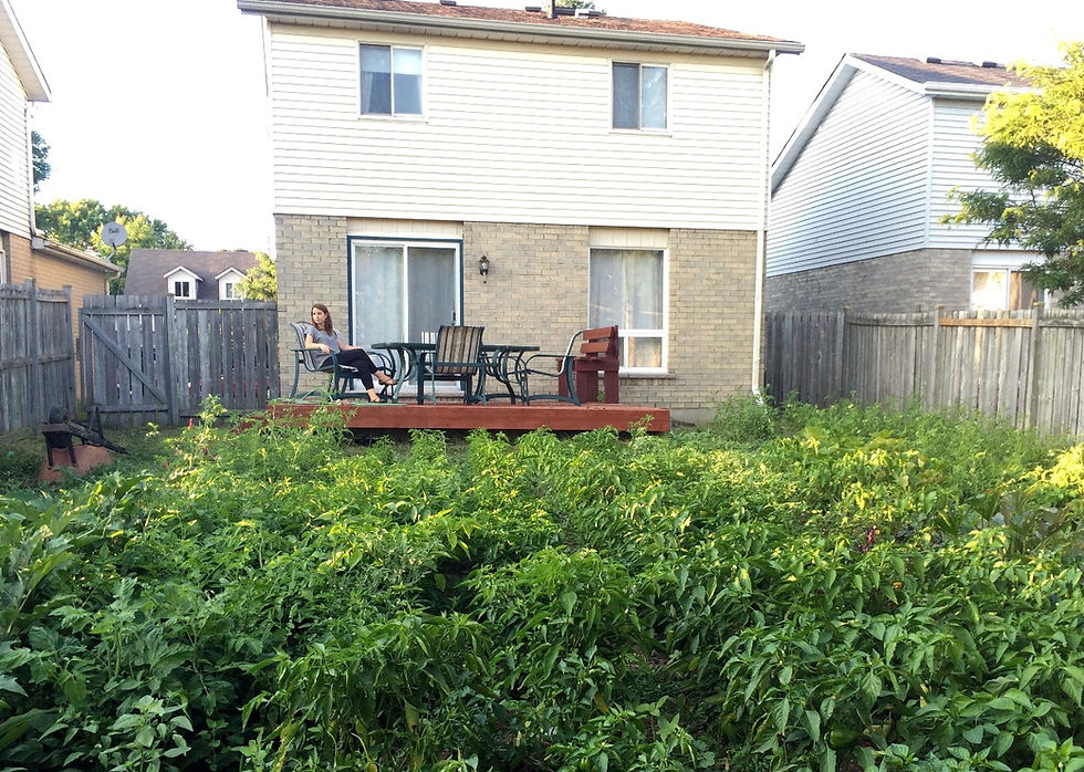 Community Garden in Student Backyard