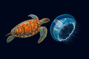 turtle & moon jellyfish