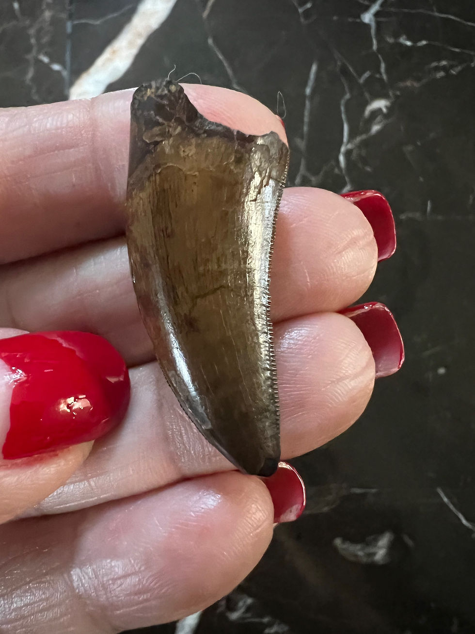 Thumbnail: (SOLD) 1 5/16" T-Rex Tooth