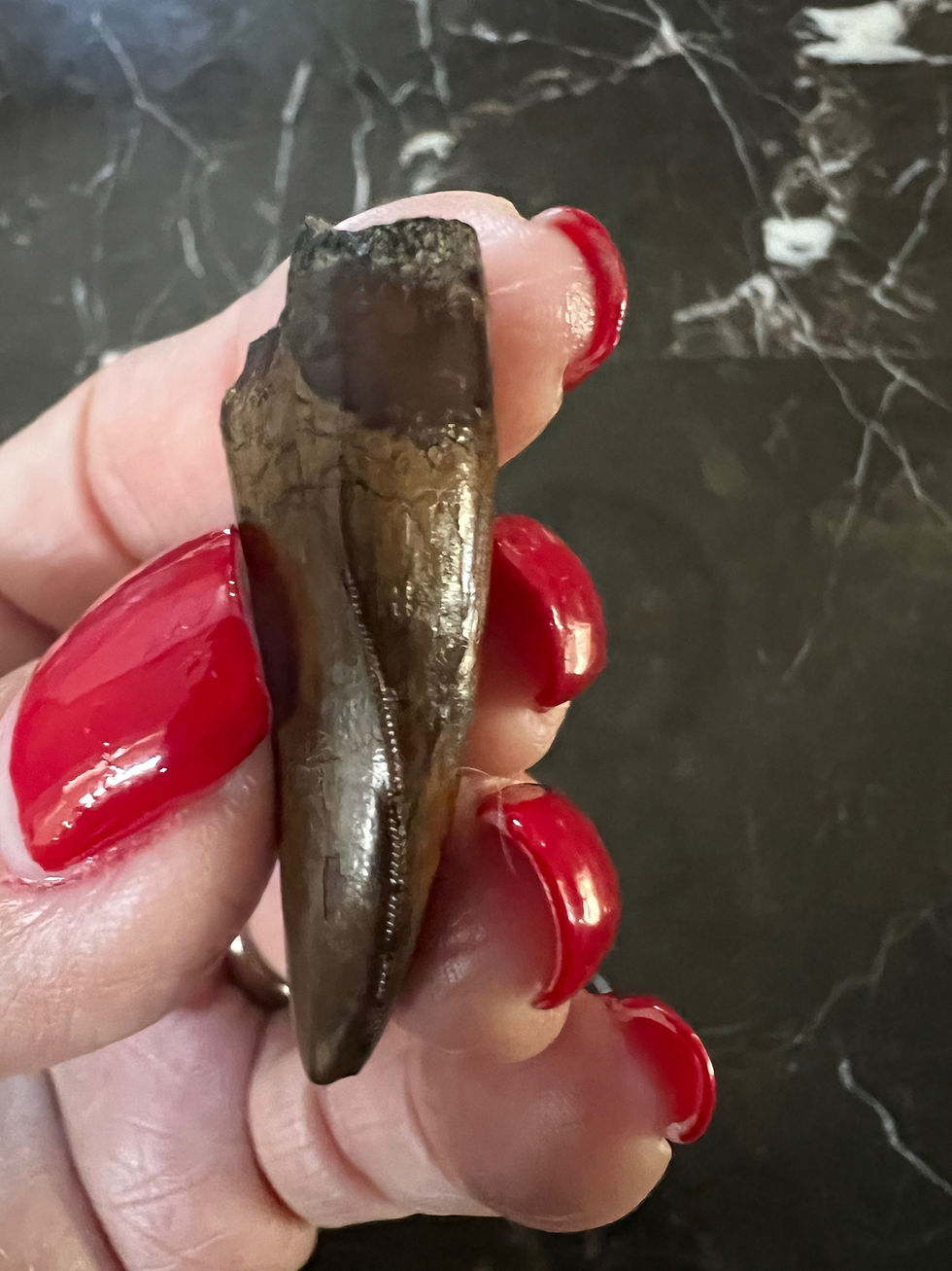 Thumbnail: (SOLD) 1 5/16" T-Rex Tooth
