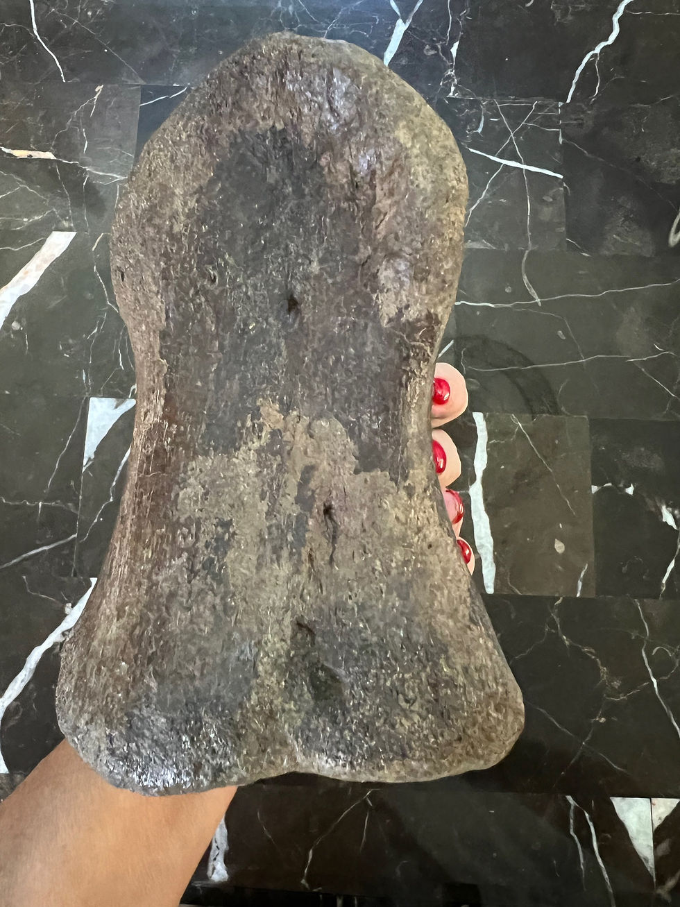 Thumbnail: (SOLD) Huge Edmontosaurus Toe Digit